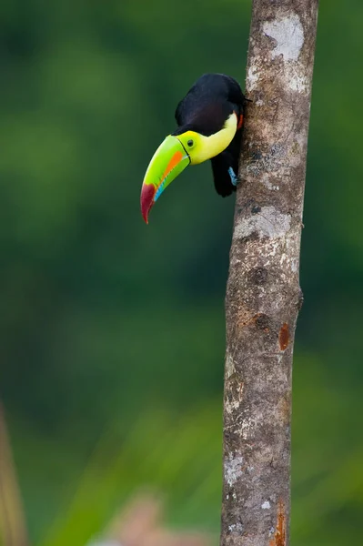 Keel Billed Toucan Центральной Америки — стоковое фото