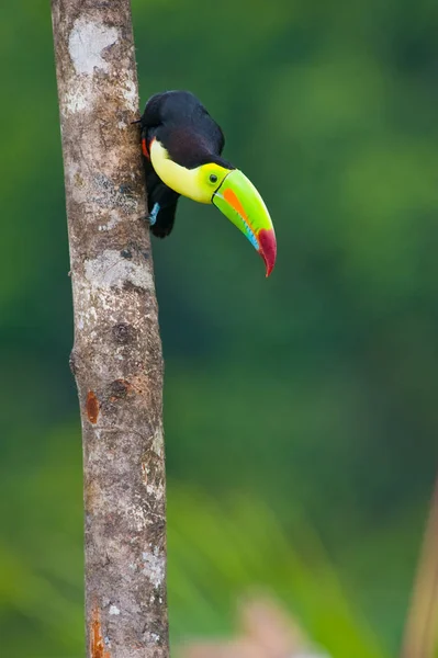 Keel Billed Toucan América Central — Fotografia de Stock