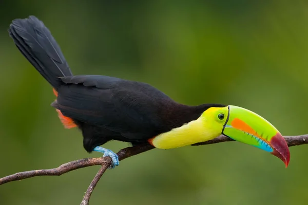 Τιμολογημένο Toucan Καρίνα Από Την Κεντρική Αμερική — Φωτογραφία Αρχείου