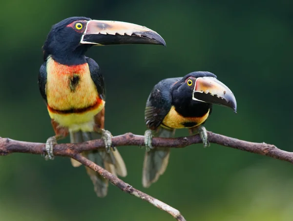 Kragenaracari Ein Tukan Aus Mittelamerika — Stockfoto