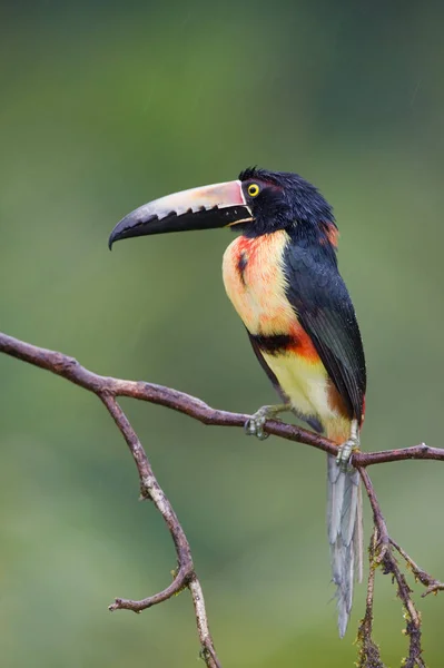 Γιακά Aracari Μια Toucan Από Την Κεντρική Αμερική — Φωτογραφία Αρχείου