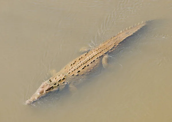 Αμερικανικός Κροκόδειλος Κολυμπώντας Θέα Από Ψηλά — Φωτογραφία Αρχείου