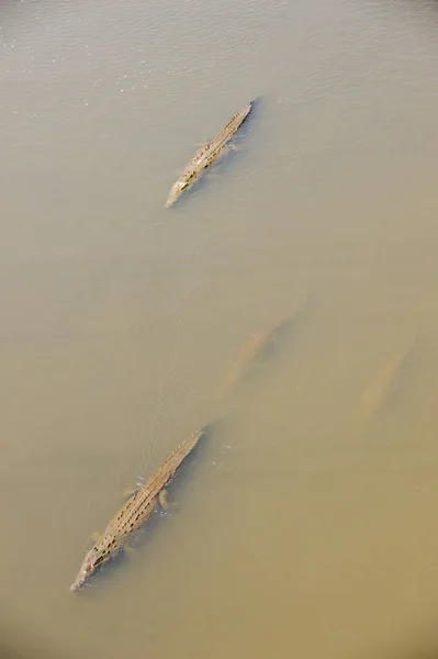 Американський Крокодила Плавання Вид Зверху — стокове фото