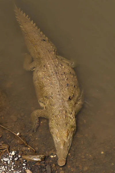 Amerikai Krokodil Úszás Felülnézet — Stock Fotó