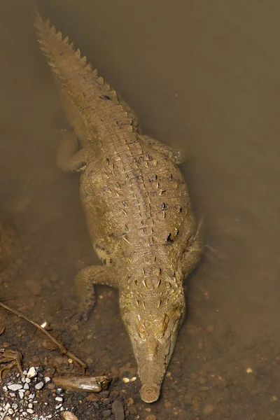 Spitssnuitkrokodil Zwemmen Weergave Van Bovenaf — Stockfoto