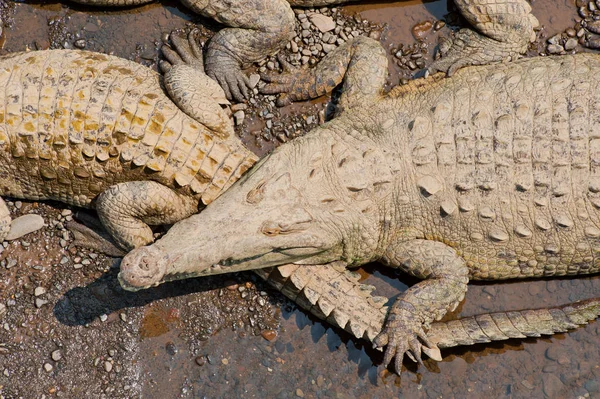 Американський Крокодилів Вид Зверху — стокове фото