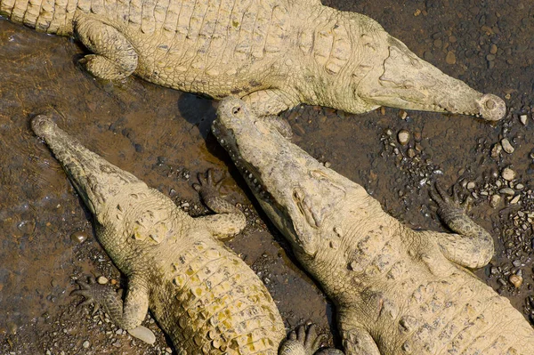 Amerikai Krokodilok Felülnézet — Stock Fotó