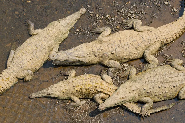 Amerikaanse Krokodillen Weergave Van Bovenaf — Stockfoto