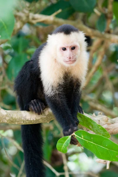 Branco Enfrentou Capuchinho Monke — Fotografia de Stock