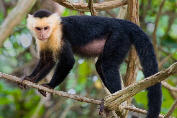 Branco Enfrentou Capuchinho Monke — Fotografia de Stock