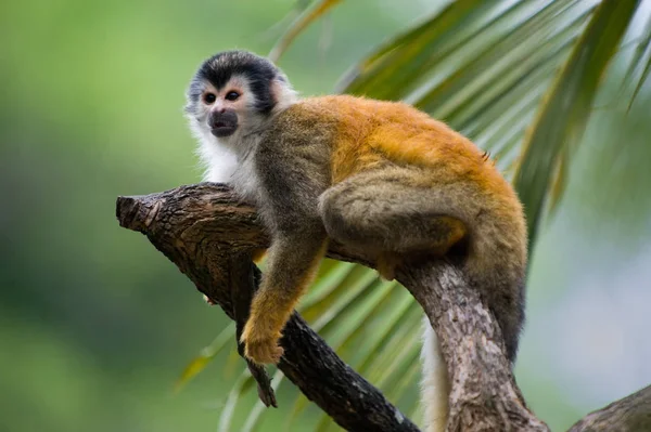 Macaco Esquilo Uma Filial Costa Rica — Fotografia de Stock