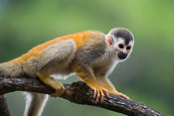Macaco Esquilo Uma Filial Costa Rica — Fotografia de Stock