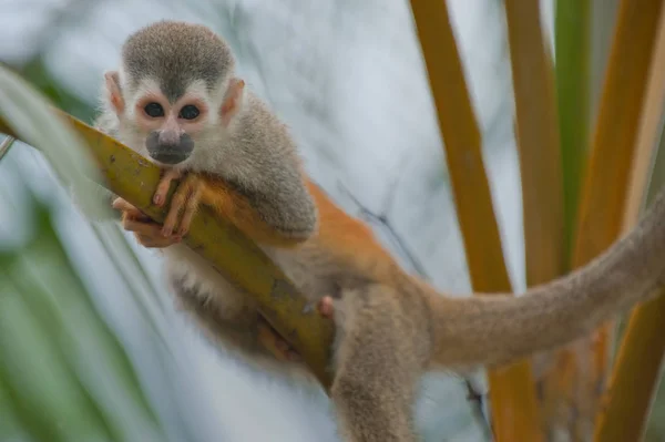 Macaco Esquilo Ramo — Fotografia de Stock
