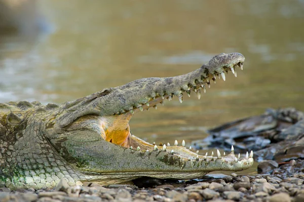 Amerikaanse Krokodillen Weergave Van Bovenaf — Stockfoto