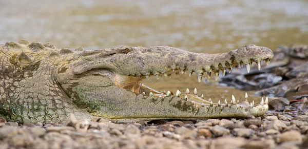 Crocodilo Americano Rio Tarcoles Costa Rica — Fotografia de Stock