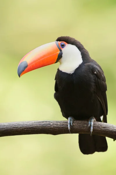 Toco Toucan Vegetação Profunda — Fotografia de Stock