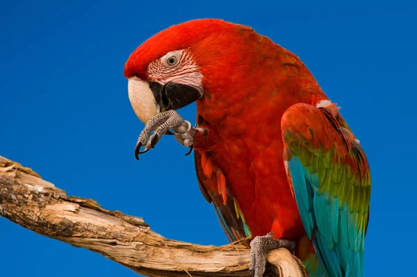 Red Macaw Cabeça Close Isolado Sobre Céu Azul — Fotografia de Stock