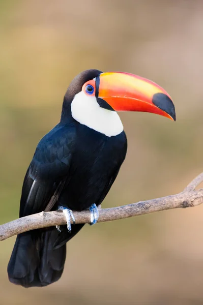 Toco Toucan Szelektív Fókusz — Stock Fotó