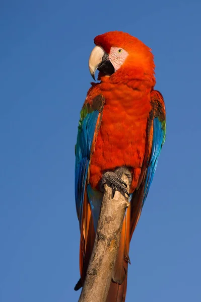 Tête Aras Rouge Gros Plan Isolé Sur Ciel Bleu — Photo