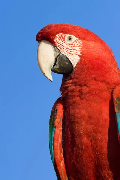 Tête Aras Rouge Gros Plan Isolé Sur Ciel Bleu — Photo