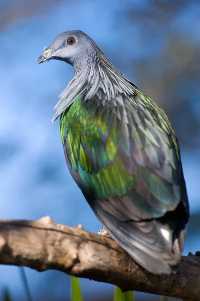 Pigeon Coloré Gros Plan Portrait — Photo