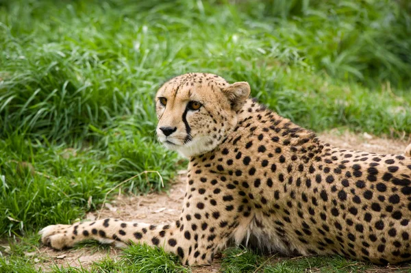 Közeli Felvétel Egy Gepárdról — Stock Fotó