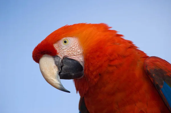 Red Macaw Isolado Partir Fundo — Fotografia de Stock