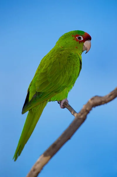 Colorful Green Parrot Isolated Over Blue Sky