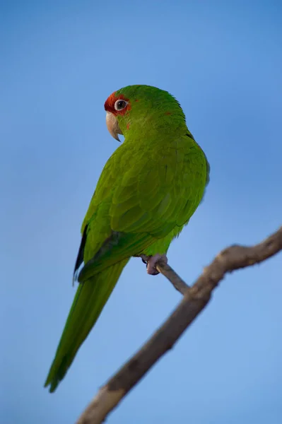 Барвисті Зелений Папуга Ізольовані Над Синє Небо — стокове фото