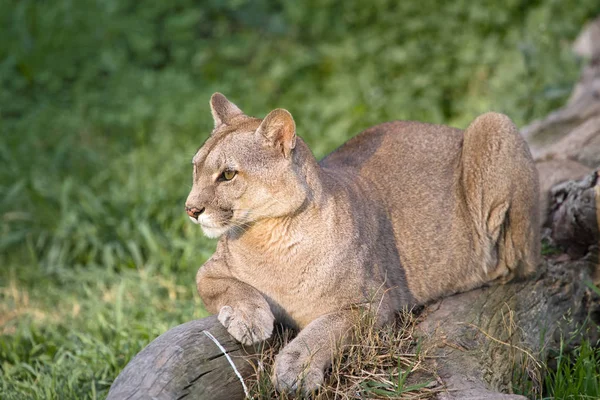 Puma Lub Cougar Patagonii Puma Concolor — Zdjęcie stockowe