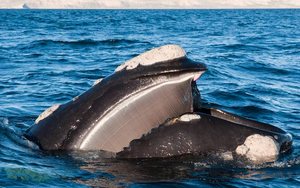 アルゼンチンのバルデス半島でセミクジラ ロイヤリティフリーのストック写真