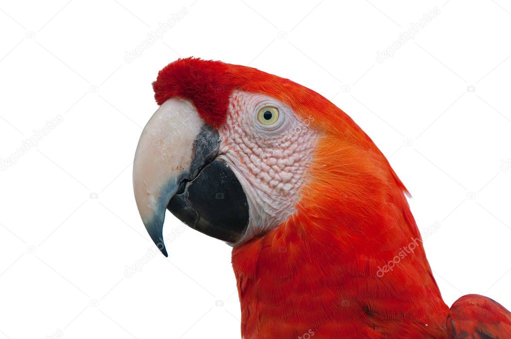 Red Macaw head close-up isolated on white 