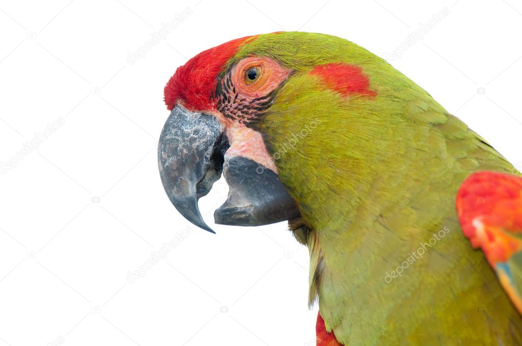 Red-fronted Macaw head closeup, isolated on white