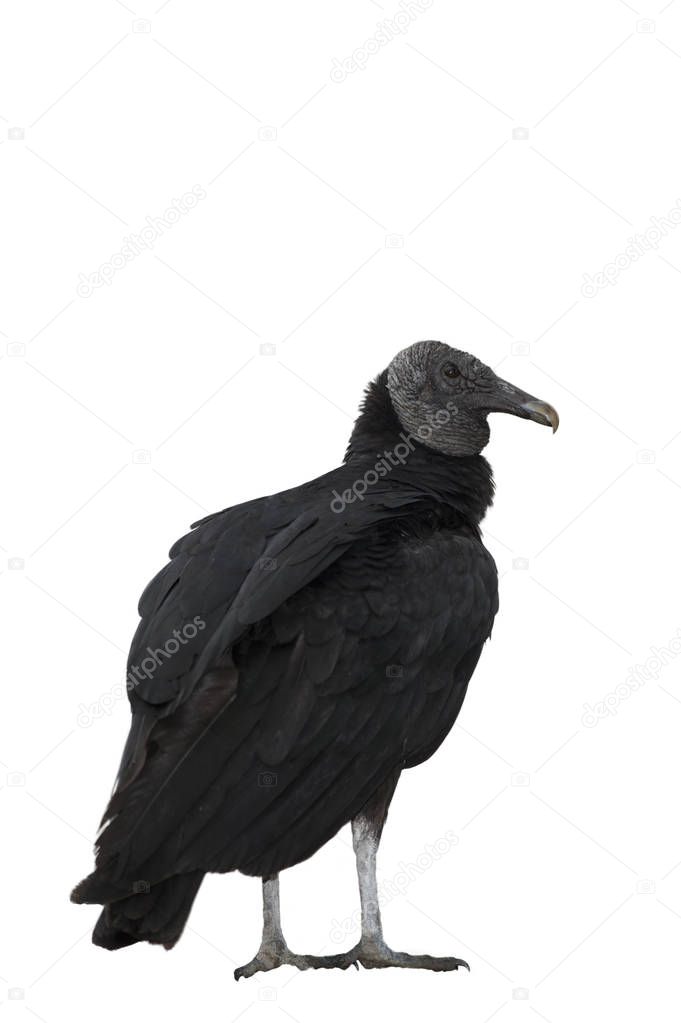 black vulture isolated on white