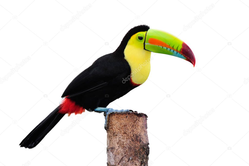 Keel Billed Toucan, from Central America. Isolated on Whit