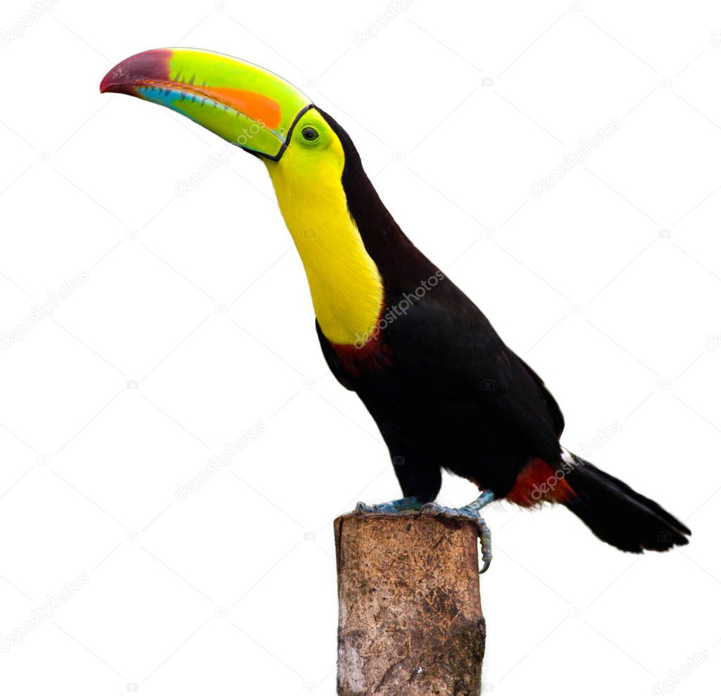 Keel Billed Toucan, from Central America. Isolated on Whit