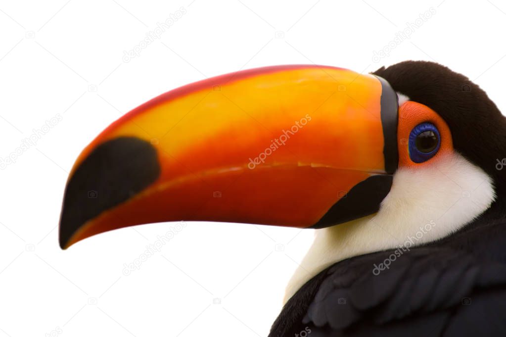 Toco Toucan closeup isolated on whit