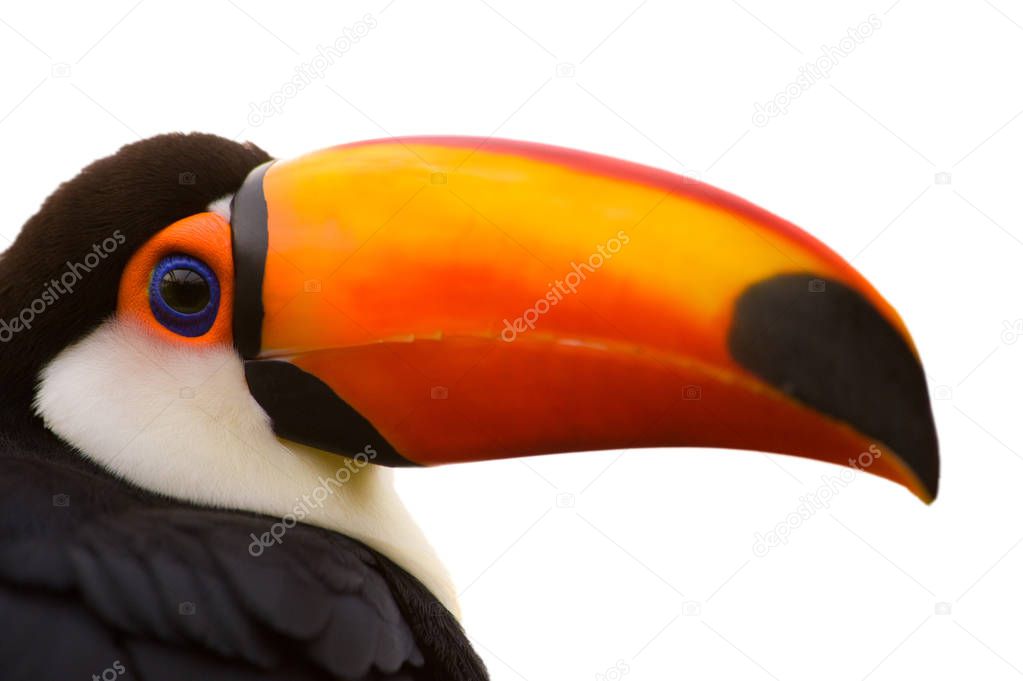 Toco Toucan closeup isolated on whit