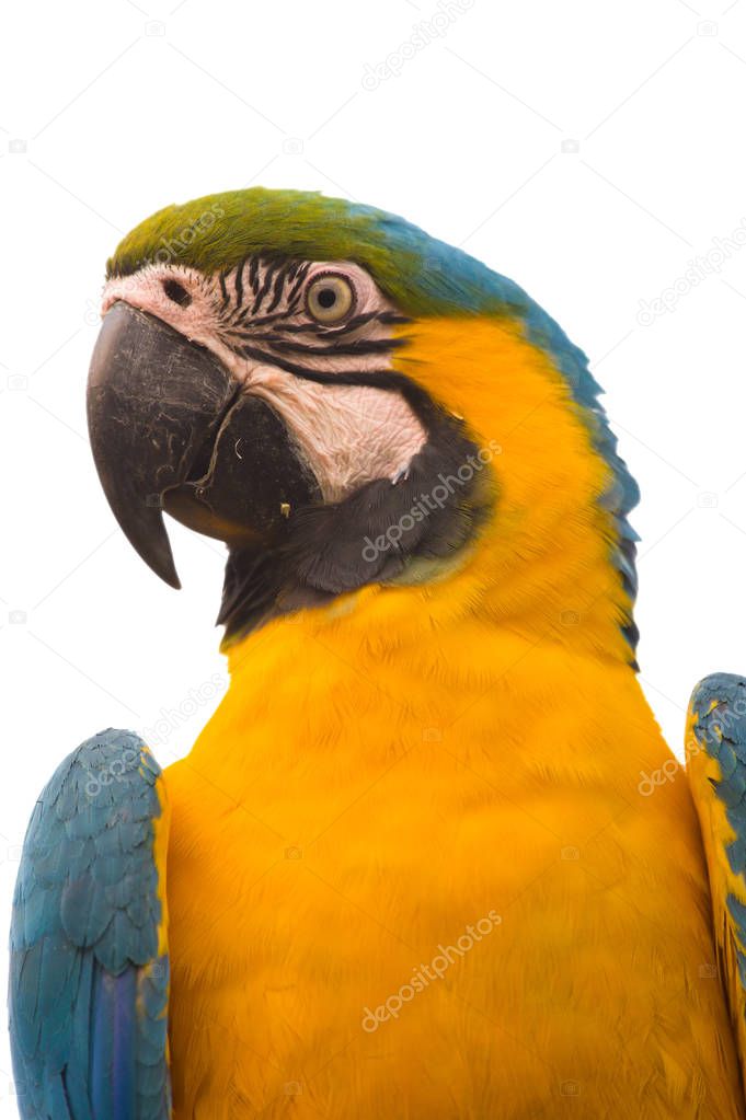 Blue-and-yellow Macaw isolated on white - Ara ararauna