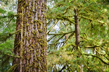 Hoh yağmur ormanlarında Olimpik Milli Parkı