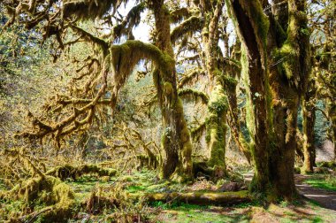 Hoh yağmur ormanlarında Olimpik Milli Parkı