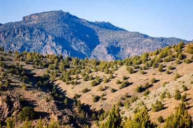 Shasta-trinity Ulusal Ormanı