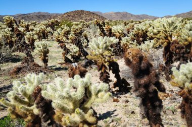 Joshua Tree Ulusal Parkı