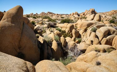 Joshua Tree Ulusal Parkı