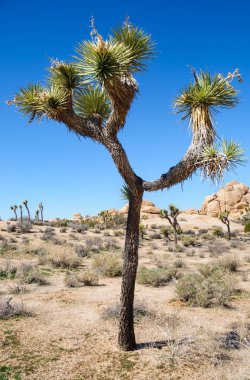 Joshua Tree Ulusal Parkı