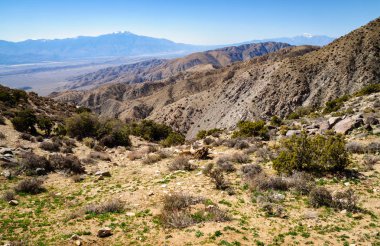 Joshua Tree Ulusal Parkı