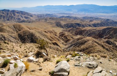 Joshua Tree Ulusal Parkı