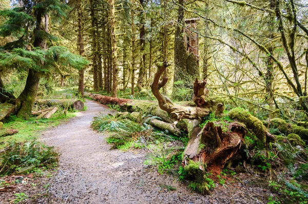 Hoh Rainforest Olympic National Park — Stock Photo, Image