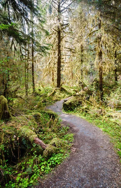 Hoh Rainforest Parque Nacional Olímpico —  Fotos de Stock