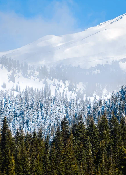 Národní Park Mount Rainier — Stock fotografie